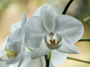 Nome File=OrchideaBianca_DSC_0206_1200x900_filtered.jpg
Dimensione File=166KB
Dimensioni=1200x900
Data aggiunta=Mar 07, 2021 OrchideaBianca_DSC_0206_1200x900_filtered.jpg
