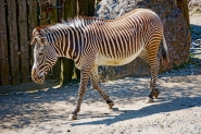 Nome File=Zebra_dsc_0400_RT_TM_1200x800.jpeg
Dimensione File=521KB
Dimensioni=1200x800
Data aggiunta=Nov 11, 2014 Zebra_dsc_0400_RT_TM_1200x800.jpeg