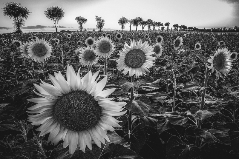 Clicca per l'immagine full size