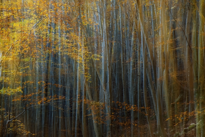 Clicca per l'immagine full size