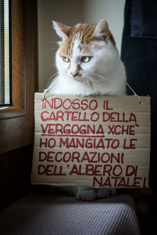 Clicca per l'immagine full size