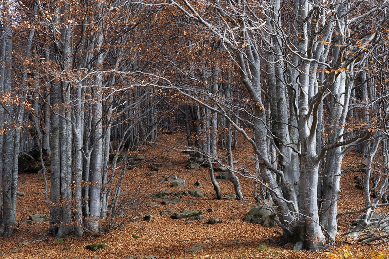 Clicca per l'immagine full size