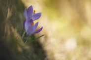 Nome File=5.jpg
Dimensione File=304KB
Dimensioni=1024x683
Data aggiunta=Apr 19, 2019 5.jpg