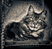Nome File=CAT___.jpg
Dimensione File=584KB
Dimensioni=900x842
Data aggiunta=Lug 12, 2014 CAT___.jpg