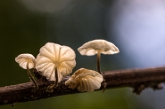 DSC_1596___[1].jpg