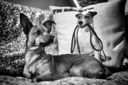 DSC_1825-bw[1].jpg