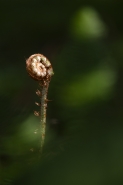 DSC_7217_mmm.jpg