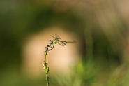 DSC_9536___[1].jpg