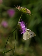 Nome File=ORECCHIELLA5____.jpg
Dimensione File=479KB
Dimensioni=900x1200
Data aggiunta=Lug 20, 2015 ORECCHIELLA5____.jpg