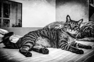 _DSC0204_bwtx_[1].jpg