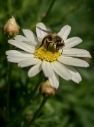 Nome File=ape___-1.jpg
Dimensione File=46KB
Dimensioni=597x797
Data aggiunta=Mar 29, 2015 ape___-1.jpg