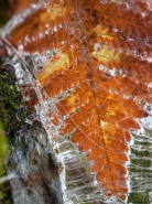 autunno-prigioniero[1].jpg