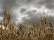 Nome File=come_una_spiga___.jpg
Dimensione File=552KB
Dimensioni=1200x900
Data aggiunta=Giu 16, 2015 come_una_spiga___.jpg