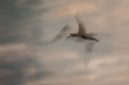 cormorano-icm[1].jpg