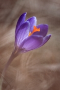 Nome File=crocus-14_2016.jpg
Dimensione File=383KB
Dimensioni=800x1200
Data aggiunta=Mar 16, 2016 crocus-14_2016.jpg