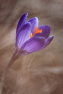 crocus-14_2016.jpg