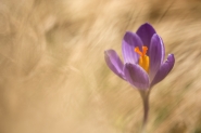 crocus-1_2016[1].jpg
