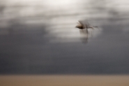 Nome File=falco-icm.jpg
Dimensione File=498KB
Dimensioni=1200x800
Data aggiunta=Feb 13, 2016 falco-icm.jpg