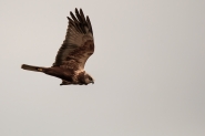 Nome File=falco_di_palude2b.jpg
Dimensione File=327KB
Dimensioni=1200x800
Data aggiunta=Mar 15, 2015 falco_di_palude2b.jpg