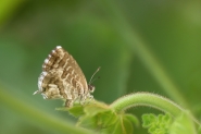 Filename=farfallina______.jpg
Filesize=547KB
Dimensions=1200x800
Date added=Aug 20, 2015 farfallina______.jpg