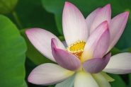 fior_di_loto_2B[1].jpg