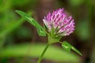 Nome File=flower___.jpg
Dimensione File=408KB
Dimensioni=1200x800
Data aggiunta=Mar 16, 2015 flower___.jpg