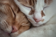 Nome File=fratellini_s___.jpg
Dimensione File=581KB
Dimensioni=1200x800
Data aggiunta=Gen 31, 2016 fratellini_s___.jpg