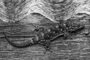 Nome File=geko___.jpg
Dimensione File=559KB
Dimensioni=1200x800
Data aggiunta=Apr 01, 2015 geko___.jpg