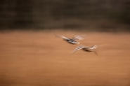 germani-icm[1].jpg