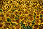 girasoli[1].jpg