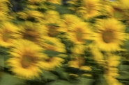 girasoli-2016-3.jpg