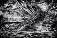 Nome File=la_lucertola.jpg
Dimensione File=489KB
Dimensioni=1200x800
Data aggiunta=Mag 15, 2015 la_lucertola.jpg