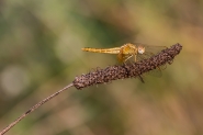 libellula-1.jpg