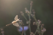 libellula-11[1].jpg