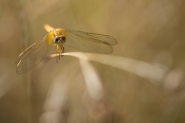 libellula-2-2016[1].jpg