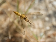 libellula-5[1].jpg
