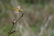 libellula-9[1].jpg