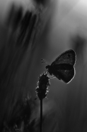 licenide-seravezza-2-bw[1].jpg