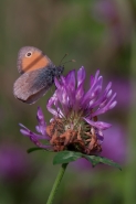 Nome File=licenide7___.jpg
Dimensione File=534KB
Dimensioni=800x1200
Data aggiunta=Mag 25, 2015 licenide7___.jpg