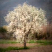 live-tree[1].jpg