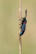 Nome File=macro-farfalla-3.jpg
Dimensione File=495KB
Dimensioni=800x1200
Data aggiunta=Ago 26, 2015 macro-farfalla-3.jpg
