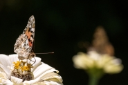 Nome File=macro-orecchiella-4.jpg
Dimensione File=593KB
Dimensioni=1200x800
Data aggiunta=Ago 24, 2016 macro-orecchiella-4.jpg