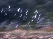 Nome File=piccioni___.jpg
Dimensione File=486KB
Dimensioni=1200x900
Data aggiunta=Feb 03, 2016 piccioni___.jpg