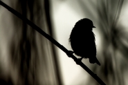 Nome File=silhouette-1~0.jpg
Dimensione File=387KB
Dimensioni=1200x800
Data aggiunta=Lug 05, 2017 silhouette-1~0.jpg