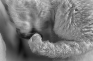 Nome File=soft-white.jpg
Dimensione File=268KB
Dimensioni=1200x797
Data aggiunta=Gen 16, 2014 soft-white.jpg