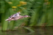 Nome File=spring_fly___.jpg
Dimensione File=447KB
Dimensioni=1200x800
Data aggiunta=Apr 20, 2015 spring_fly___.jpg