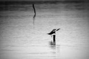 tramonto-lago-1-bw[1].jpg