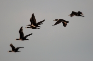 Nome File=volo-di-cormorani.jpg
Dimensione File=361KB
Dimensioni=1200x800
Data aggiunta=Apr 25, 2015 volo-di-cormorani.jpg