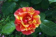 Nome File=rosa_variegata.jpg
Dimensione File=460KB
Dimensioni=1200x797
Data aggiunta=Ago 14, 2013 rosa_variegata.jpg