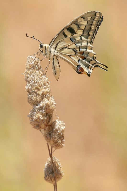 Clicca per l'immagine full size
